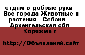 отдам в добрые руки - Все города Животные и растения » Собаки   . Архангельская обл.,Коряжма г.